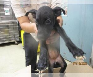 American Pit Bull Terrier Dogs for adoption in Oklahoma City, OK, USA