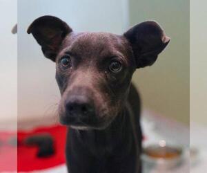 Labrador Retriever-Unknown Mix Dogs for adoption in San Antonio, TX, USA