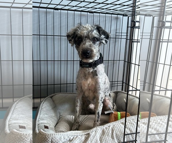 Medium Photo #1 Aussiedoodle Miniature  Puppy For Sale in Holly Springs, NC, USA