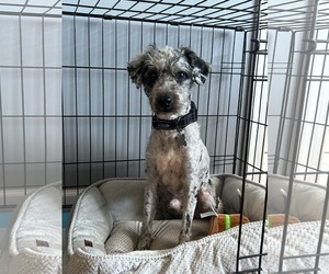 Aussiedoodle Miniature  Dogs for adoption in Holly Springs, NC, USA