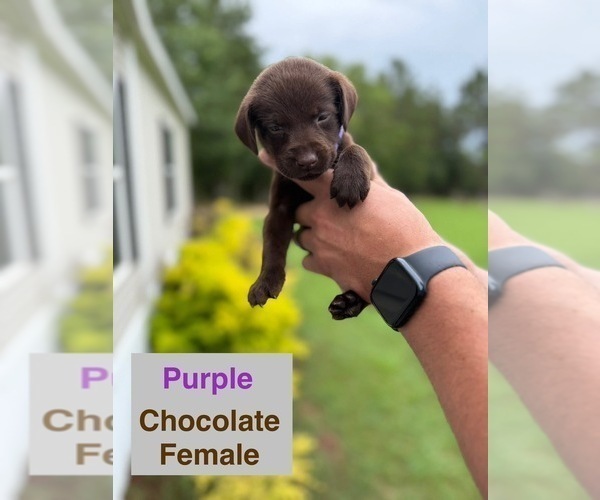 Medium Photo #9 Labrador Retriever Puppy For Sale in EASTMAN, GA, USA