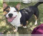 Small #1 Pembroke Welsh Corgi Mix