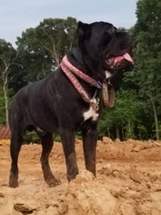 Father of the Cane Corso puppies born on 05/11/2017