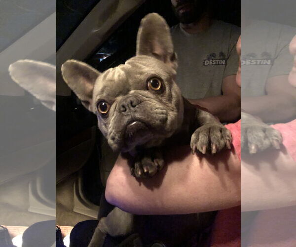 Medium Photo #2 French Bulldog Puppy For Sale in Buffalo, MN, USA