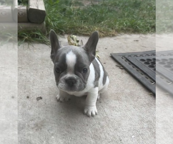Medium Photo #5 French Bulldog Puppy For Sale in MILLVILLE, MN, USA