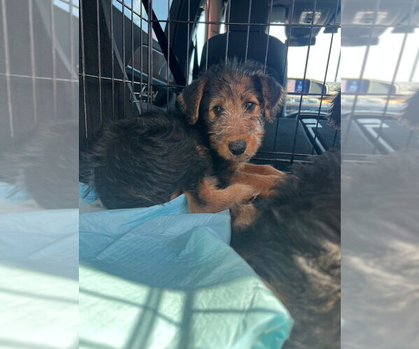 Medium Photo #3 Airedoodle Puppy For Sale in Brooklyn, NY, USA