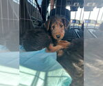 Small #2 Airedoodle