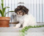 Small Photo #3 Poodle (Miniature) Puppy For Sale in SUGARCREEK, OH, USA