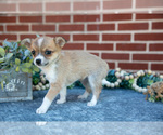Small Photo #3 Chihuahua Puppy For Sale in NEW HOLLAND, PA, USA