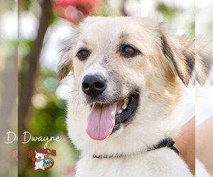 Dwayne - Male Mutt Dog for Adoption - Photo #5