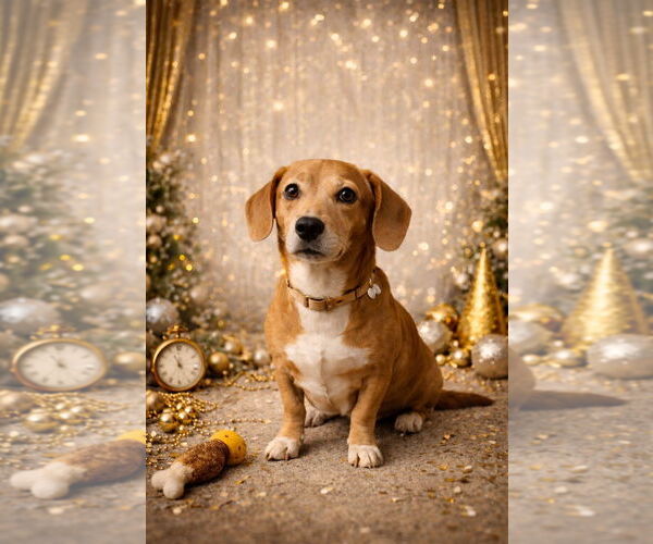 Medium Photo #1 Doxle Puppy For Sale in Sanford, FL, USA