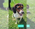 Small #1 Treeing Walker Coonhound