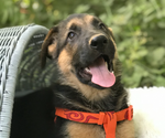 Small Photo #1 German Shepherd Dog Puppy For Sale in MARYSVILLE, WA, USA