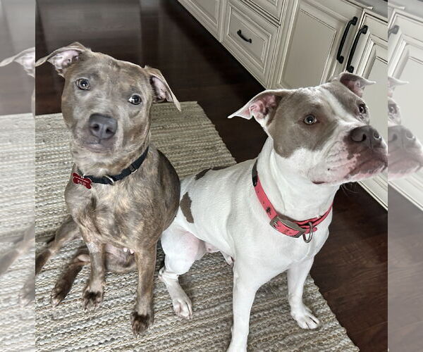 Medium Photo #4 Mutt Puppy For Sale in Fargo, ND, USA