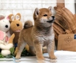 Small Photo #4 Shiba Inu Puppy For Sale in NEWARK, DE, USA