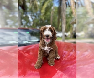 Goldendoodle (Miniature) Puppy for sale in MIAMI, FL, USA