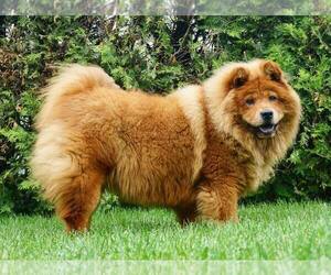 Mother of the Chow Chow puppies born on 10/11/2020