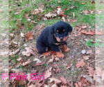 Small #1 Rottweiler