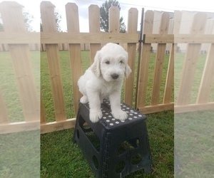 Goldendoodle Puppy for sale in LEHIGH ACRES, FL, USA
