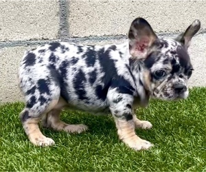French Bulldog Puppy for sale in ATLANTA, GA, USA