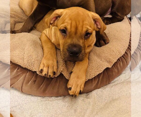 Medium Photo #3 American Staffordshire Terrier-Labrador Retriever Mix Puppy For Sale in Princeton, MN, USA