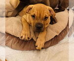 Small #2 American Staffordshire Terrier-Labrador Retriever Mix