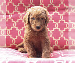 Small Photo #2 Goldendoodle-Poodle (Standard) Mix Puppy For Sale in PARADISE, PA, USA