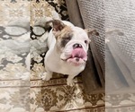 Small #2 English Bulldog