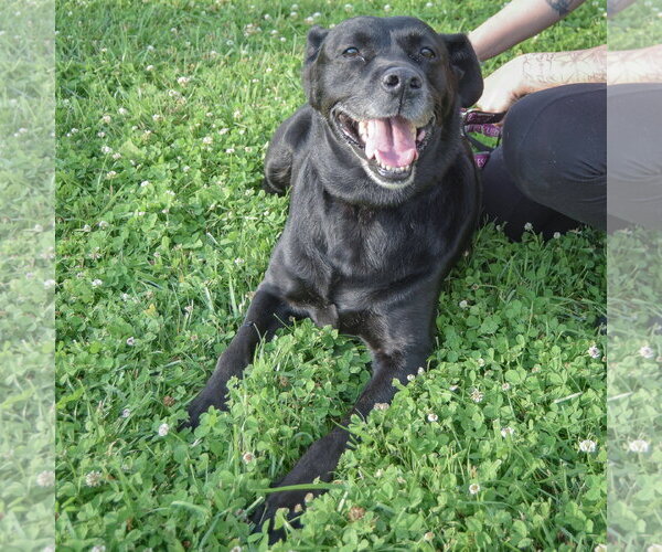 Medium Photo #4 Mutt Puppy For Sale in Huntley, IL, USA