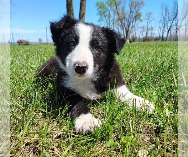Medium Photo #11 Border Collie Puppy For Sale in NORBORNE, MO, USA