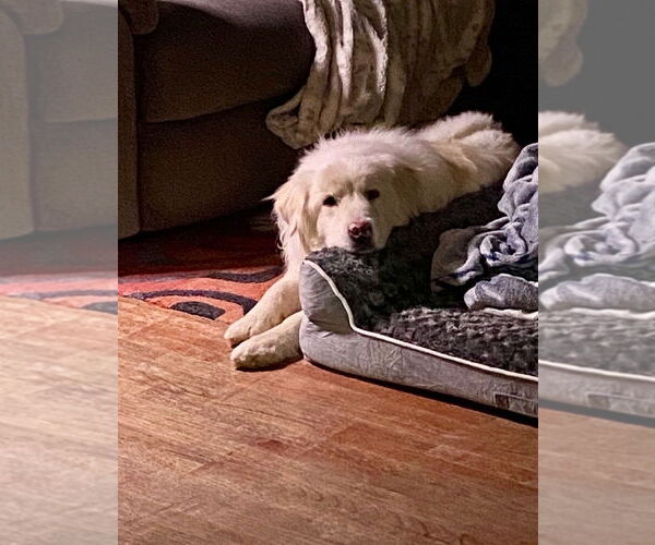 Medium Photo #4 Great Pyrenees Puppy For Sale in Bountiful, UT, USA