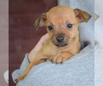Small #5 Italian Greyhuahua