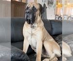 Small Photo #17 Mastiff Puppy For Sale in MIDDLETOWN, DE, USA