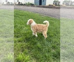 Small #9 Miniature Bernedoodle