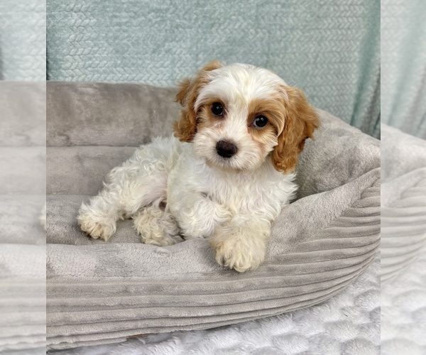 Medium Photo #5 Cavapoo Puppy For Sale in FRANKLIN, IN, USA