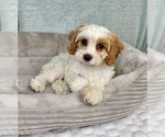 Small #4 Cavapoo