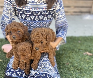 Poodle (Toy) Litter for sale in LONG BEACH, CA, USA