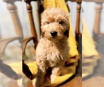 Puppy 8 Goldendoodle (Miniature)