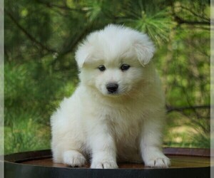 Samoyed Puppy for sale in FREDERICKSBURG, OH, USA