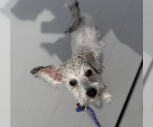Medium Photo #8 Mutt Puppy For Sale in Grafton, WI, USA