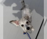 Small #7 Mutt