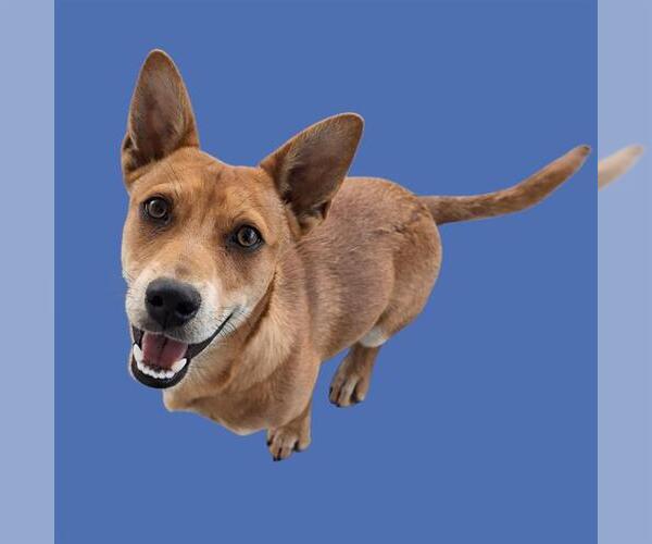 Medium Photo #1 Chihuahua-Unknown Mix Puppy For Sale in Bakersfield, CA, USA