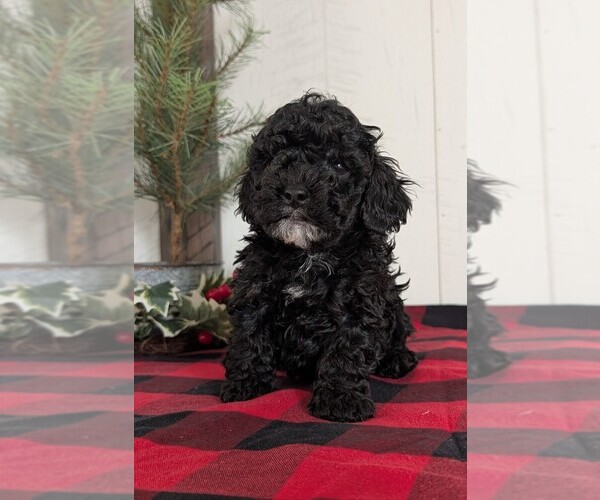 Medium Photo #6 Cockapoo (Miniature) Puppy For Sale in GOSHEN, IN, USA