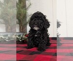 Small #5 Cockapoo (Miniature)