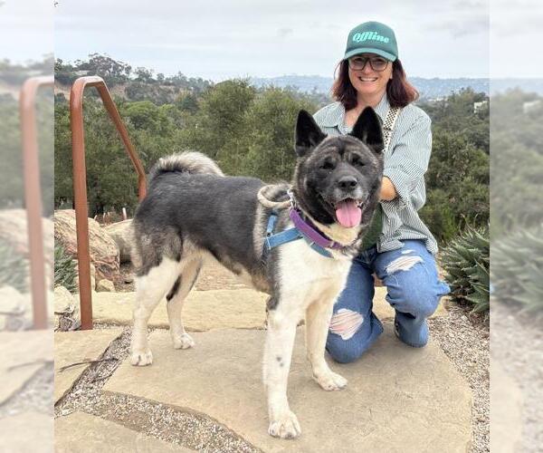 Medium Photo #2 Akita Puppy For Sale in Santa Barbara, CA, USA