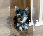 Puppy Puppy 4 Yorkshire Terrier