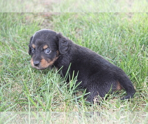 Dachshund Puppy for sale in BLOOMINGTON, IN, USA