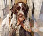 Small #21 Wirehaired Pointing Griffon
