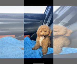 Poodle (Toy) Puppy for sale in OCEANSIDE, CA, USA