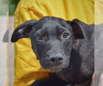 Small #1 American Staffordshire Terrier Mix